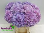 Vollsortiment Hortensie m. ROY BENEFIT